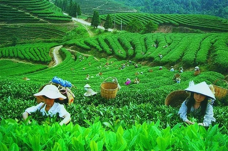 茶叶的功效与作用:提升生活质量的秘密武器
